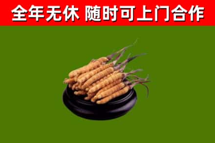 黔江回收冬虫夏草