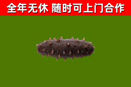 黔江回收海参干